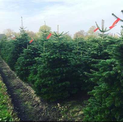 The festive garden
