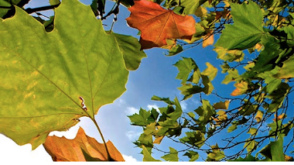 Osteopathy London